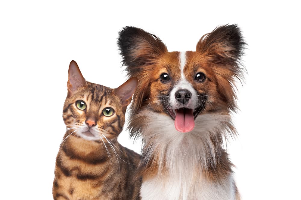 Pets In Your Will